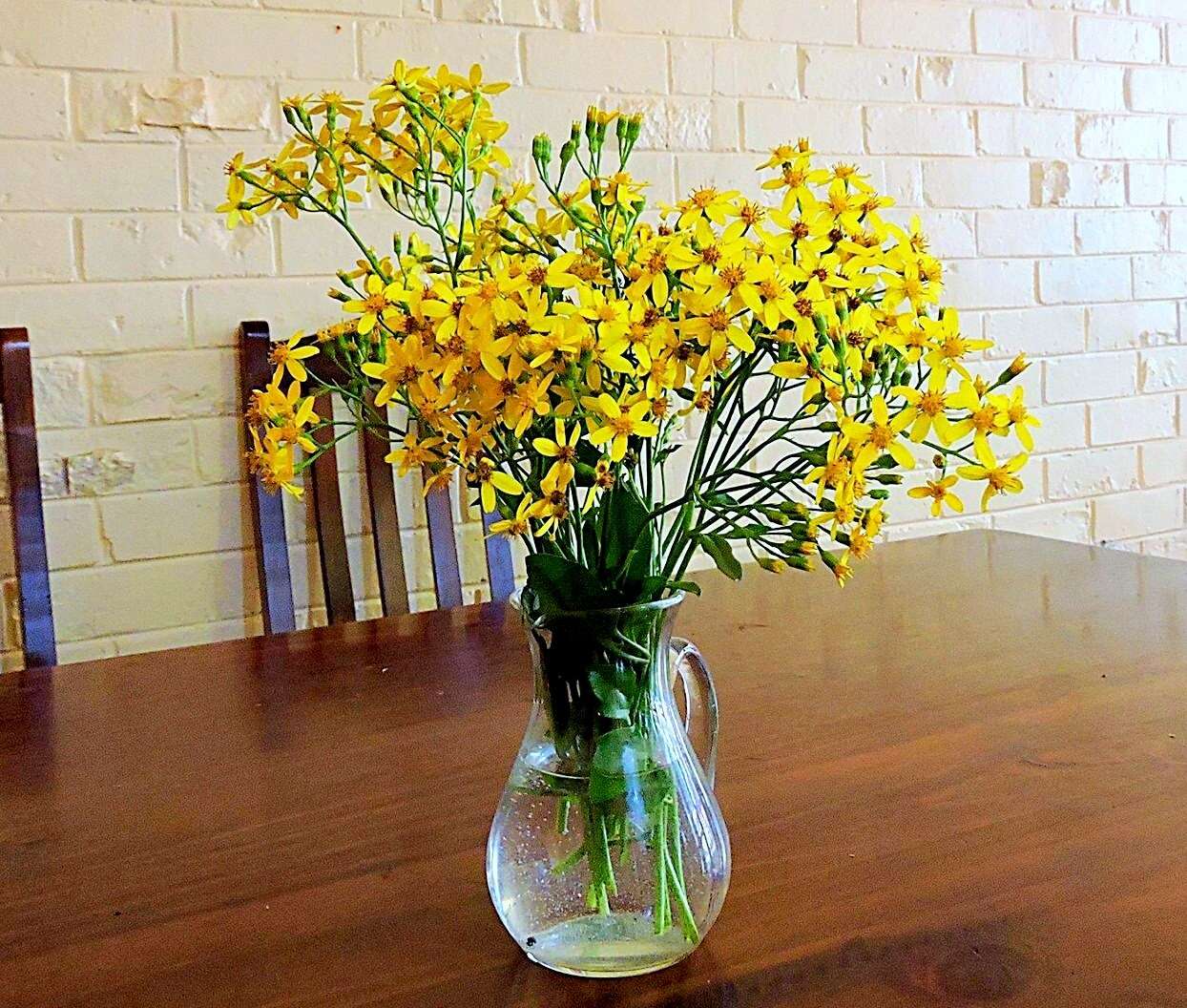 Image of creeping groundsel