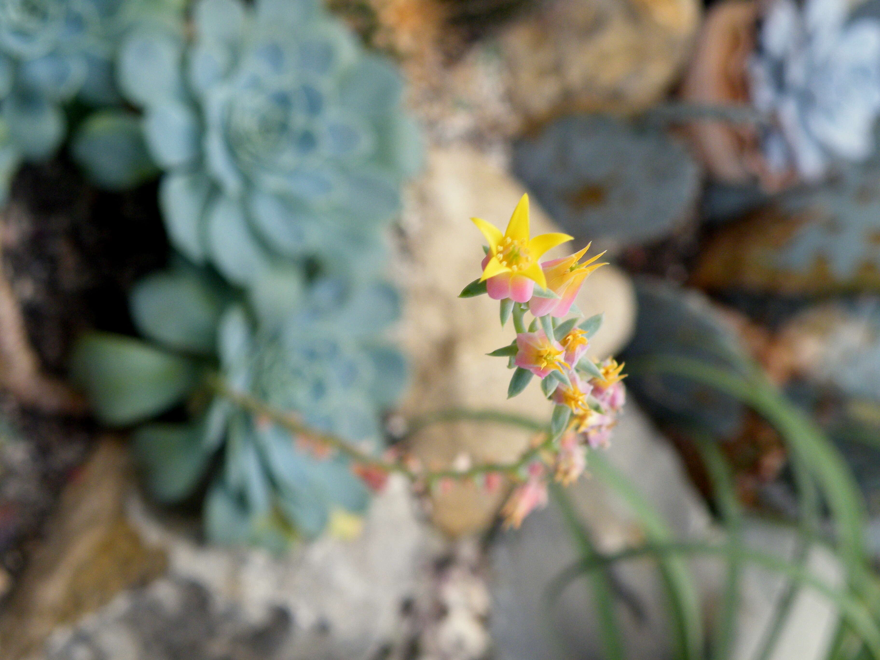 Image of hens and chicks