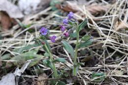 Image of Pulmonaria obscura Dumort.