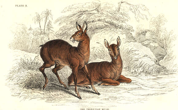 Image of Musk deer