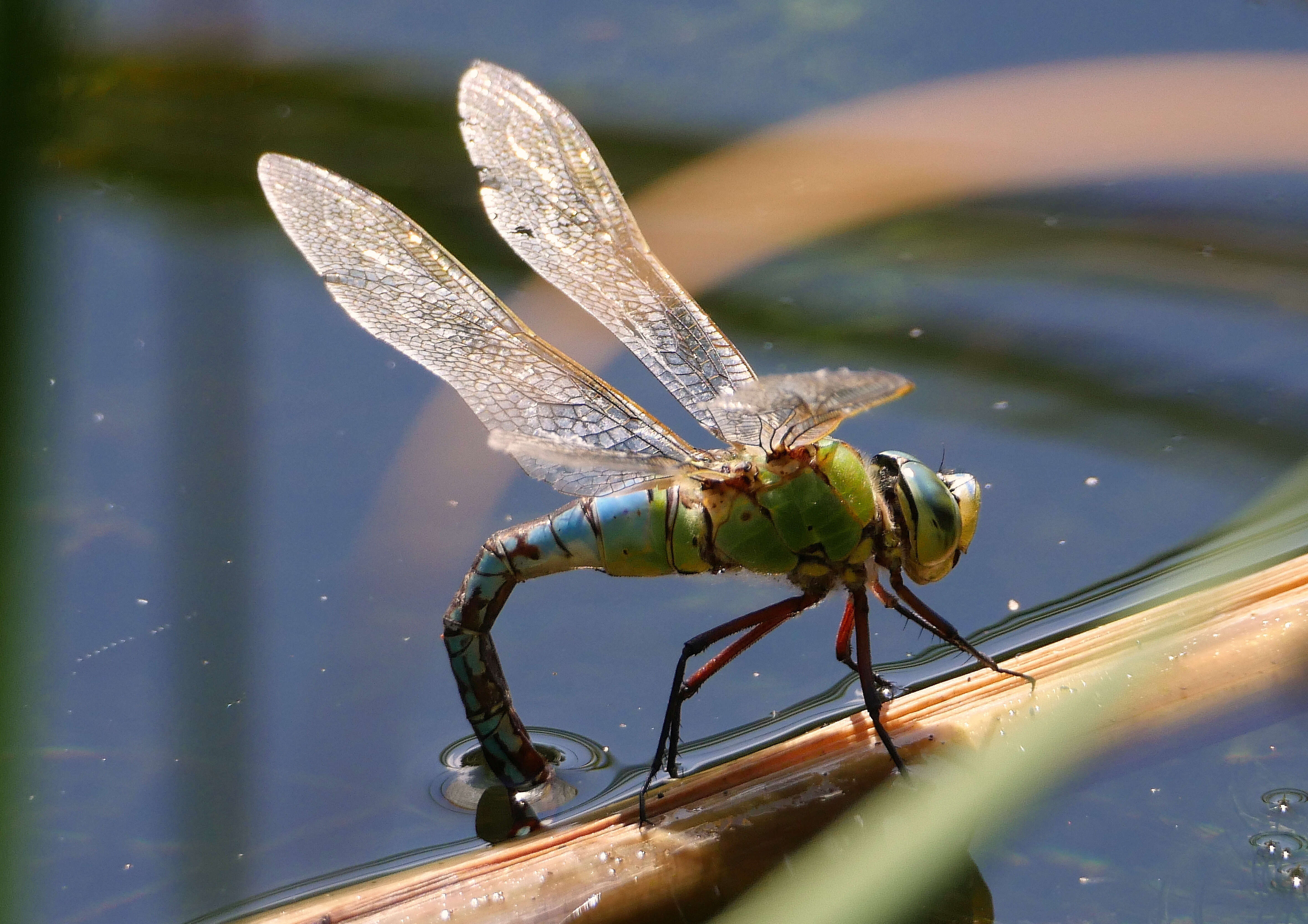 Image of Blue Emperor