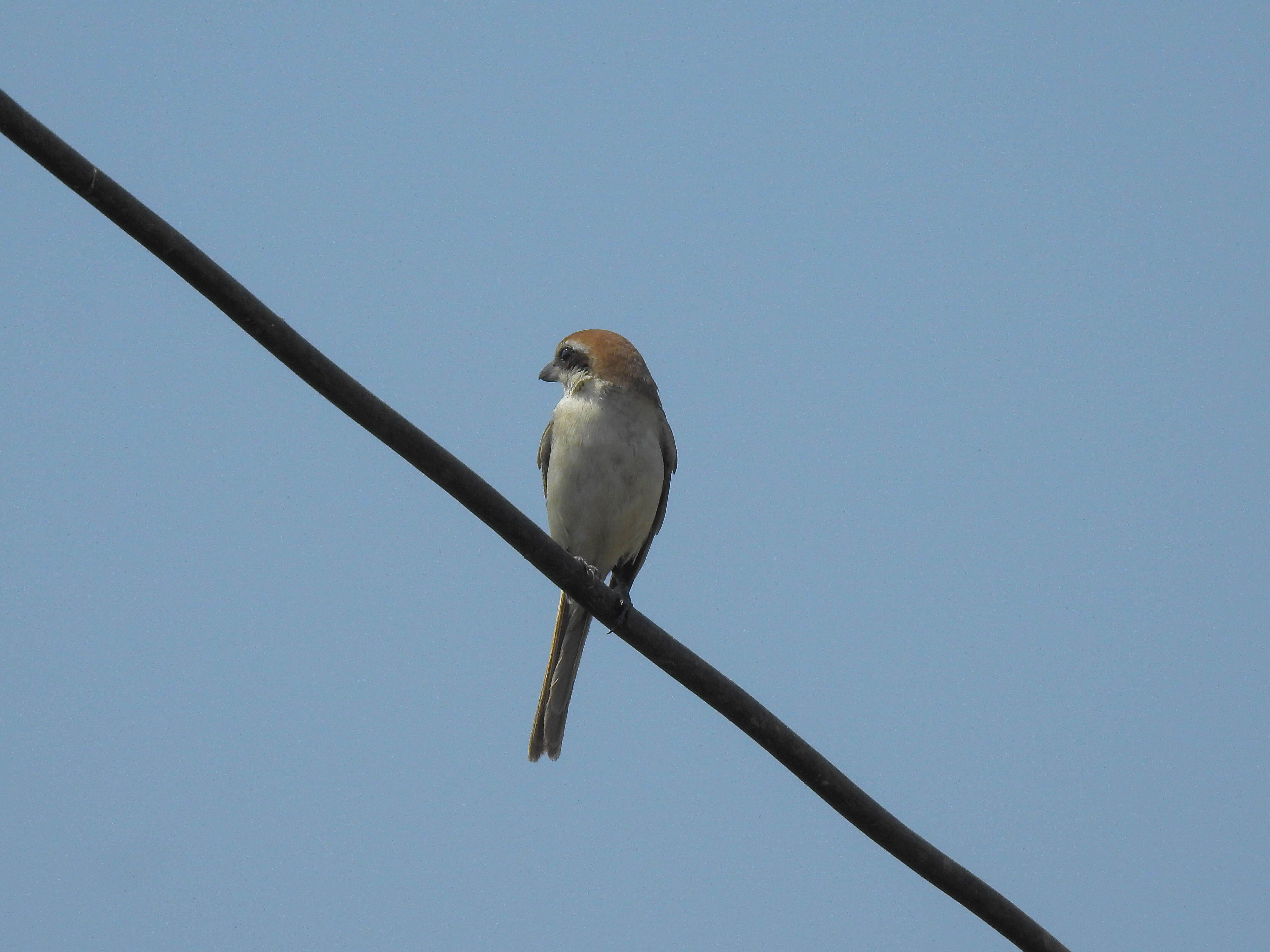 Image of Brown Shrike