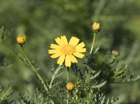 Image of Crown daisy