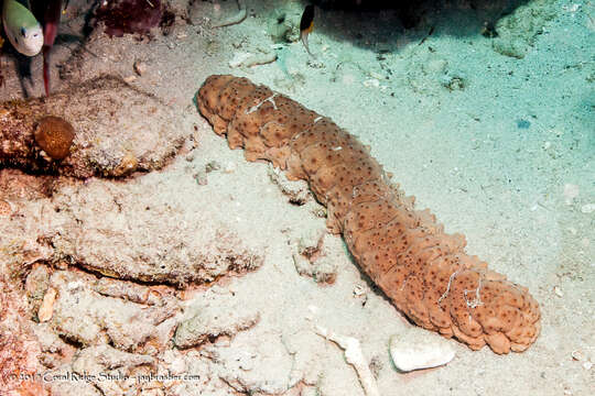 Image of Three-rowed Sea Cucumber