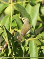 Image of Greenish Warbler