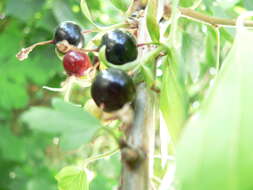 Image of Black Currant