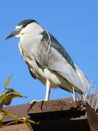 Image of Night Herons