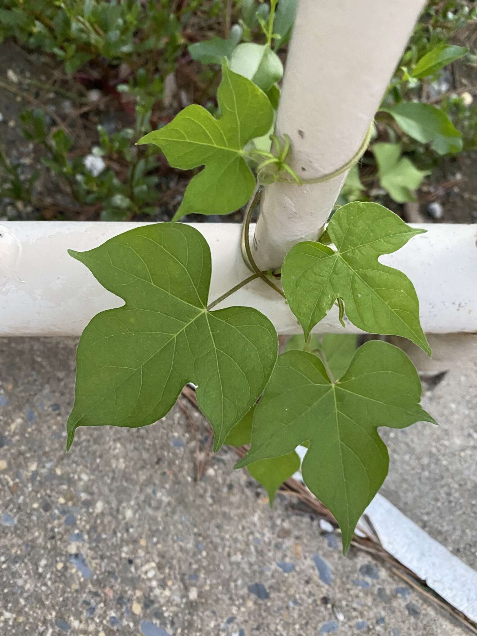 Image of Ivyleaf morning-glory