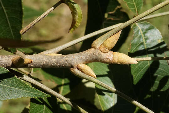 Image of nutmeg hickory