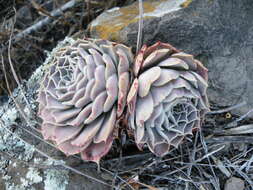 Image of hens and chicks