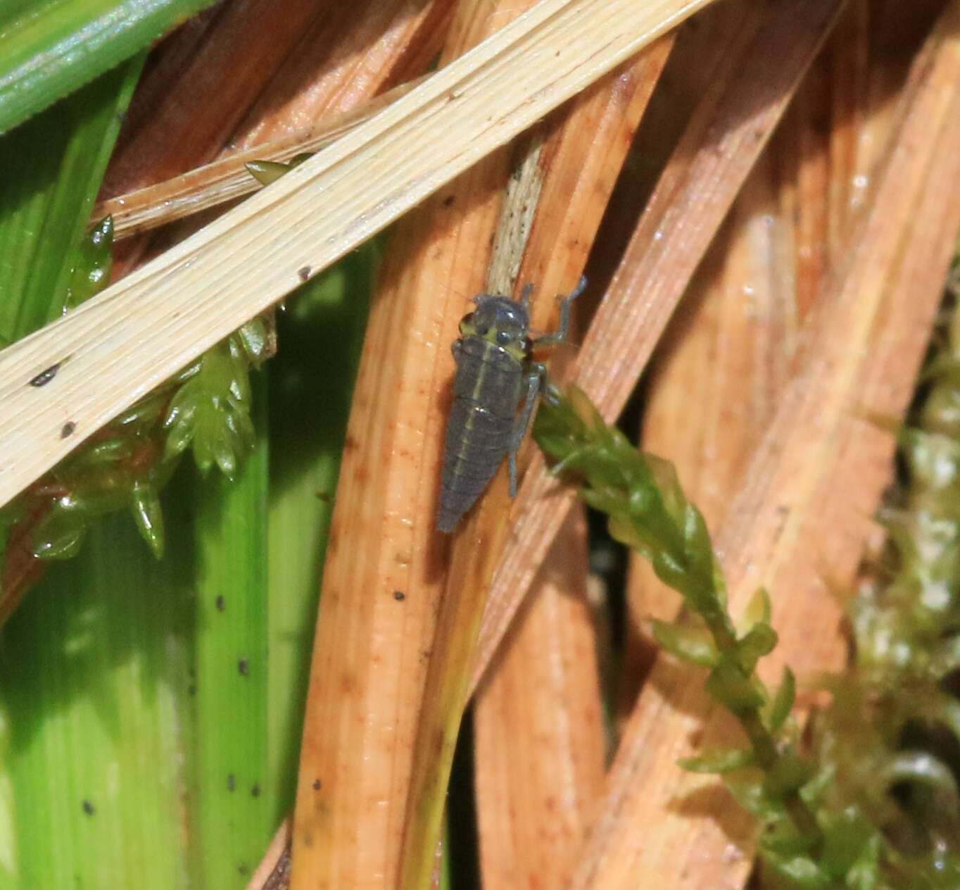 Image of Cicadella viridis (Linnaeus 1758)