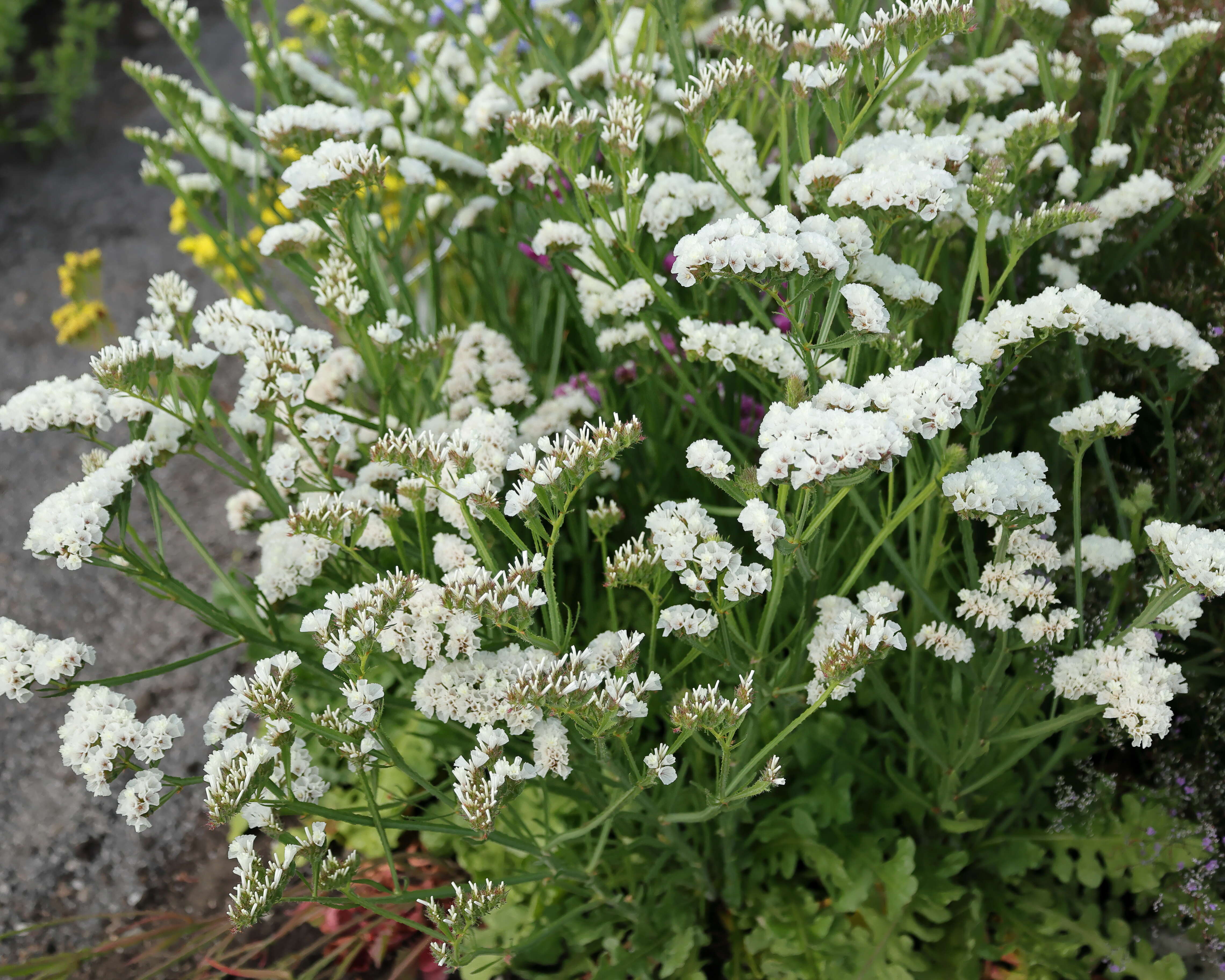 Imagem de Limonium sinuatum (L.) Miller