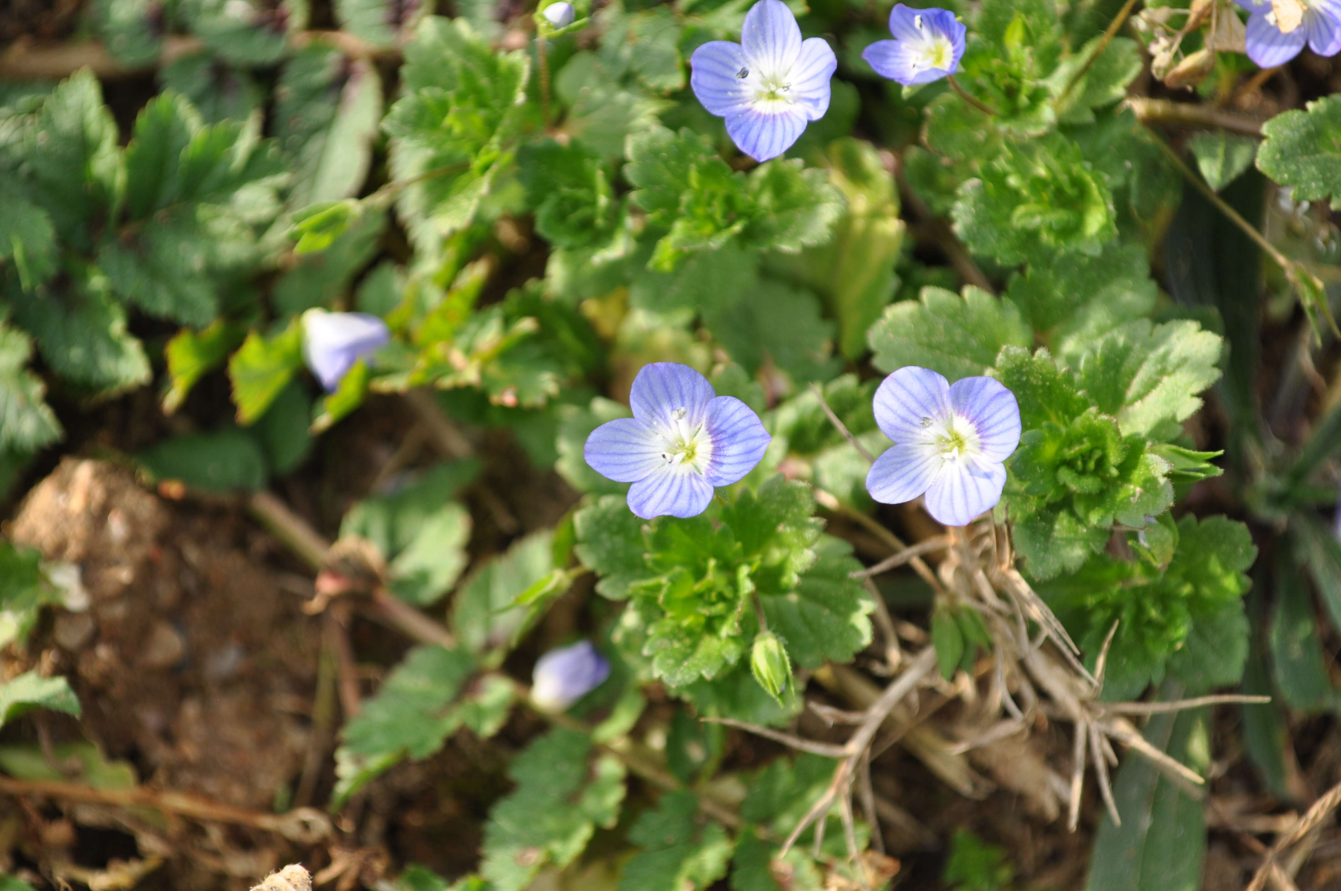 Image of birdeye speedwell