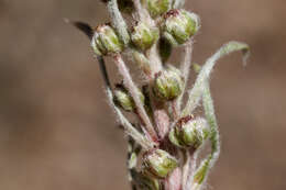 Image of field sagewort