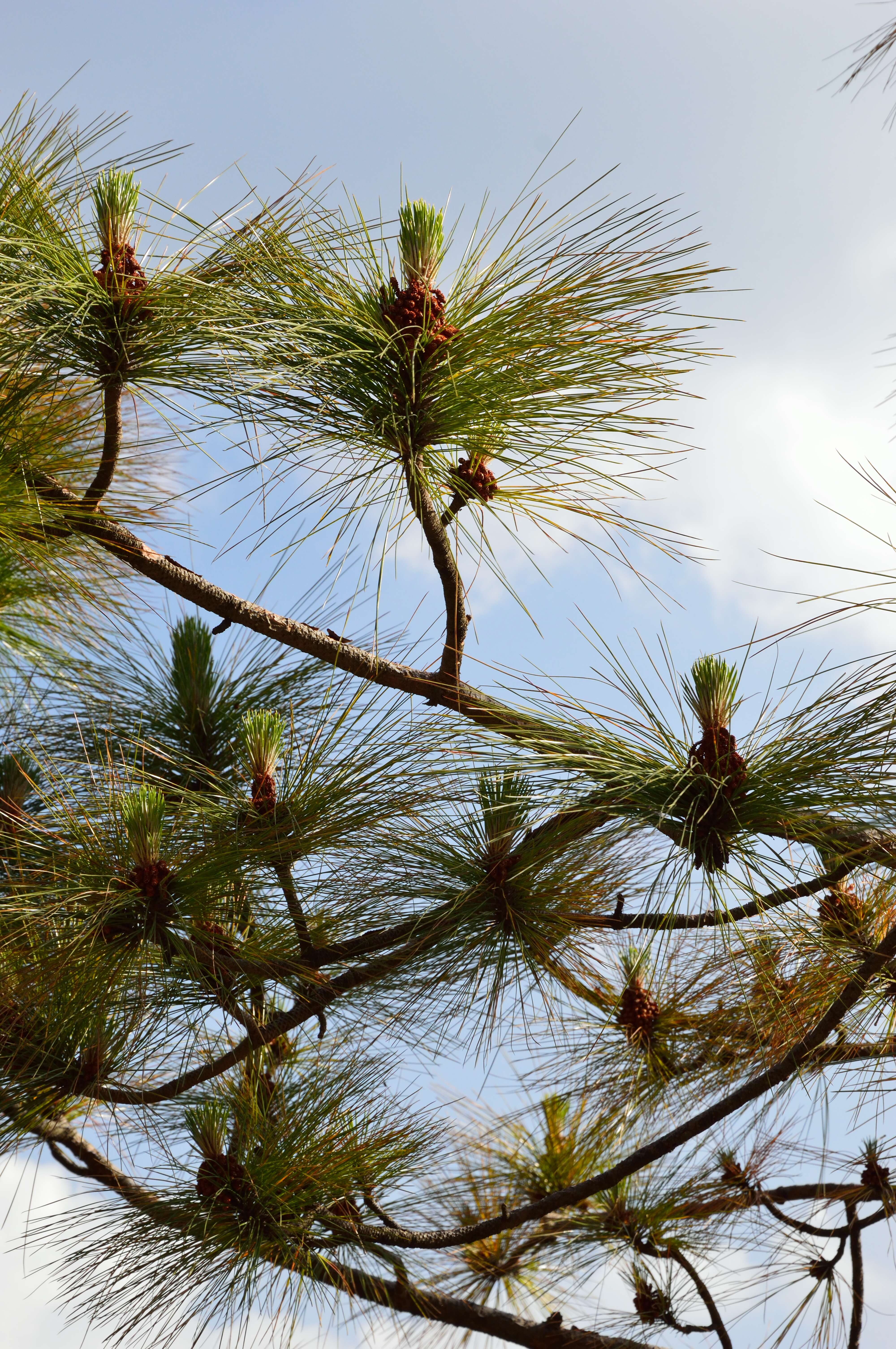 Image of Cheer pine