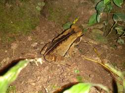 صورة Rhinella ornata (Spix 1824)