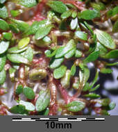 Image of eight-stamened waterwort