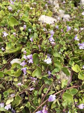 Image of Ivy-leaved Toadflax