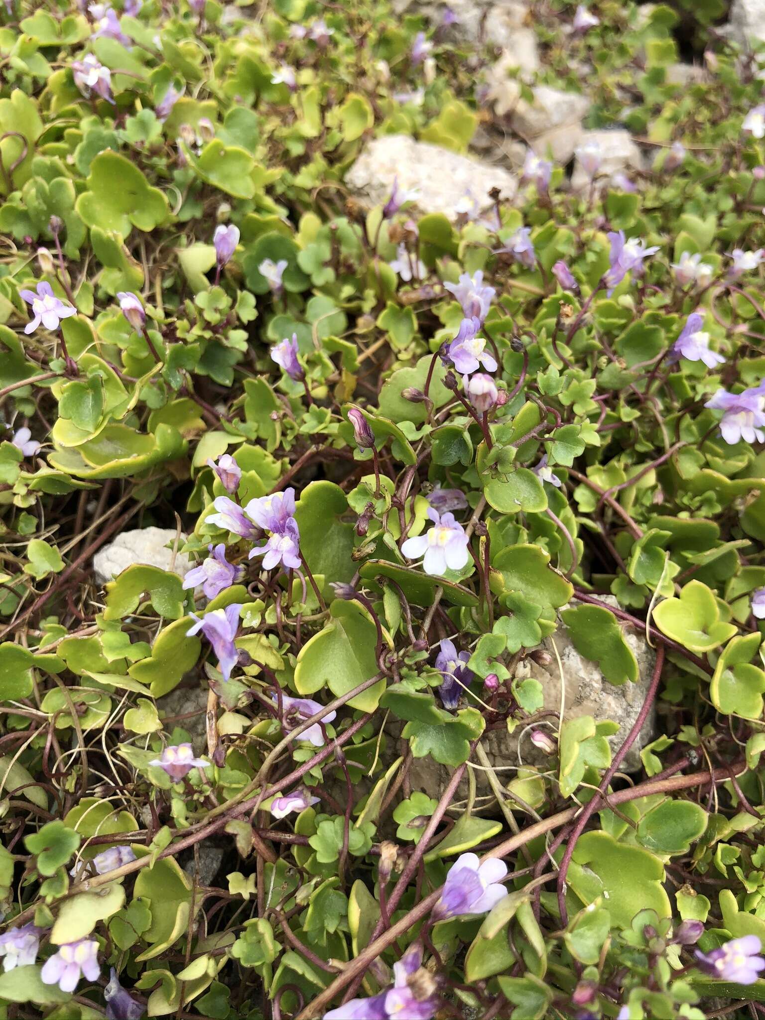 Image of Ivy-leaved Toadflax