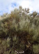 Image of Tiede White Broom