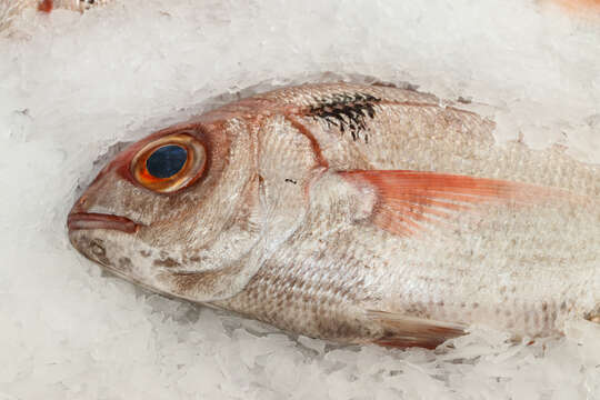 Image of Blackspot Seabream