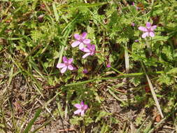 Image of Common Stork's-bill