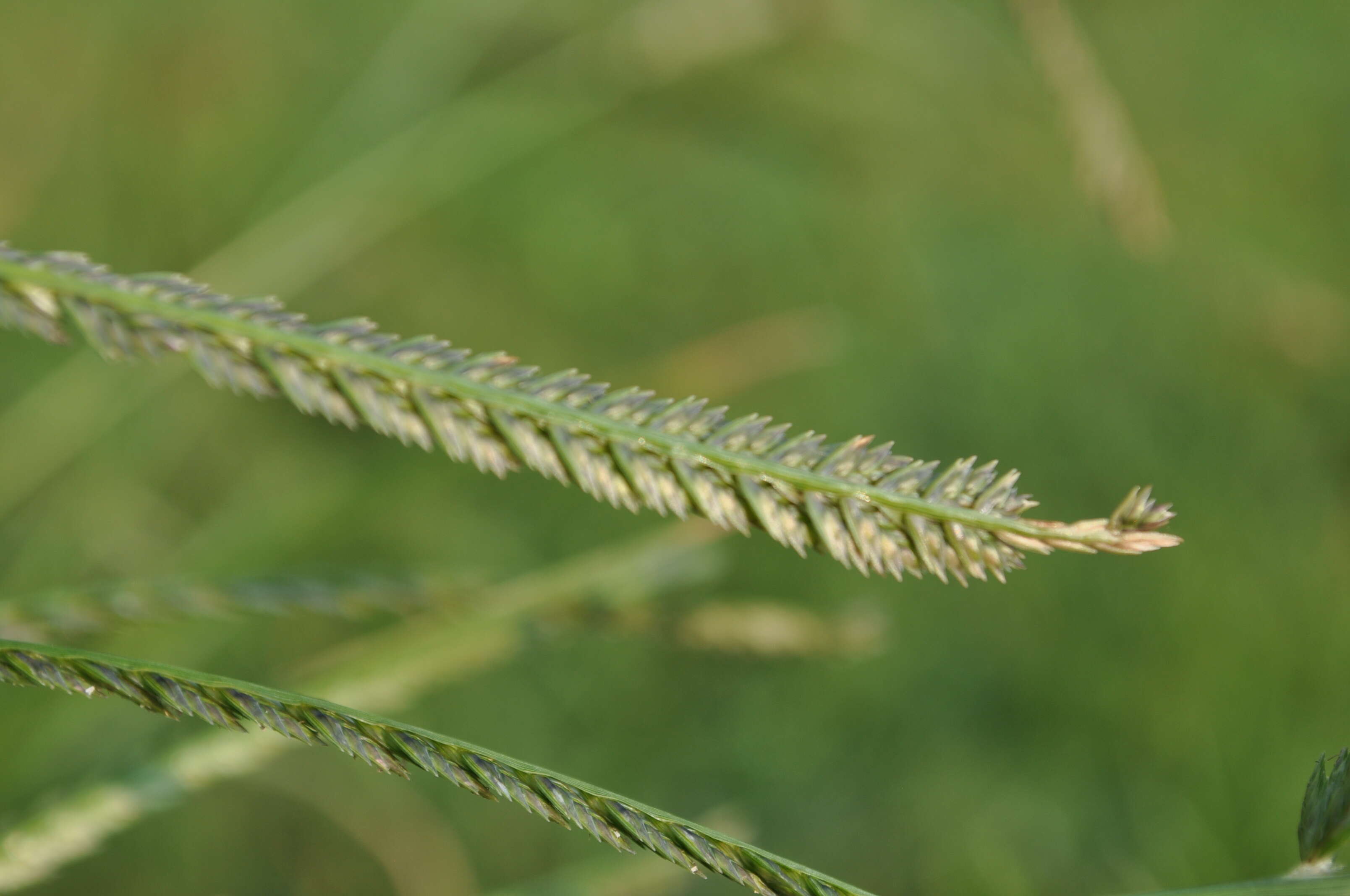 Plancia ëd Eleusine indica (L.) Gaertn.