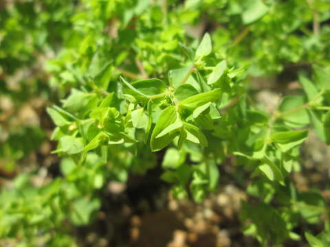 Image of cancer weed