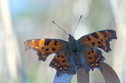 Image of Comma