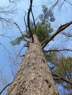 Image of eastern white pine