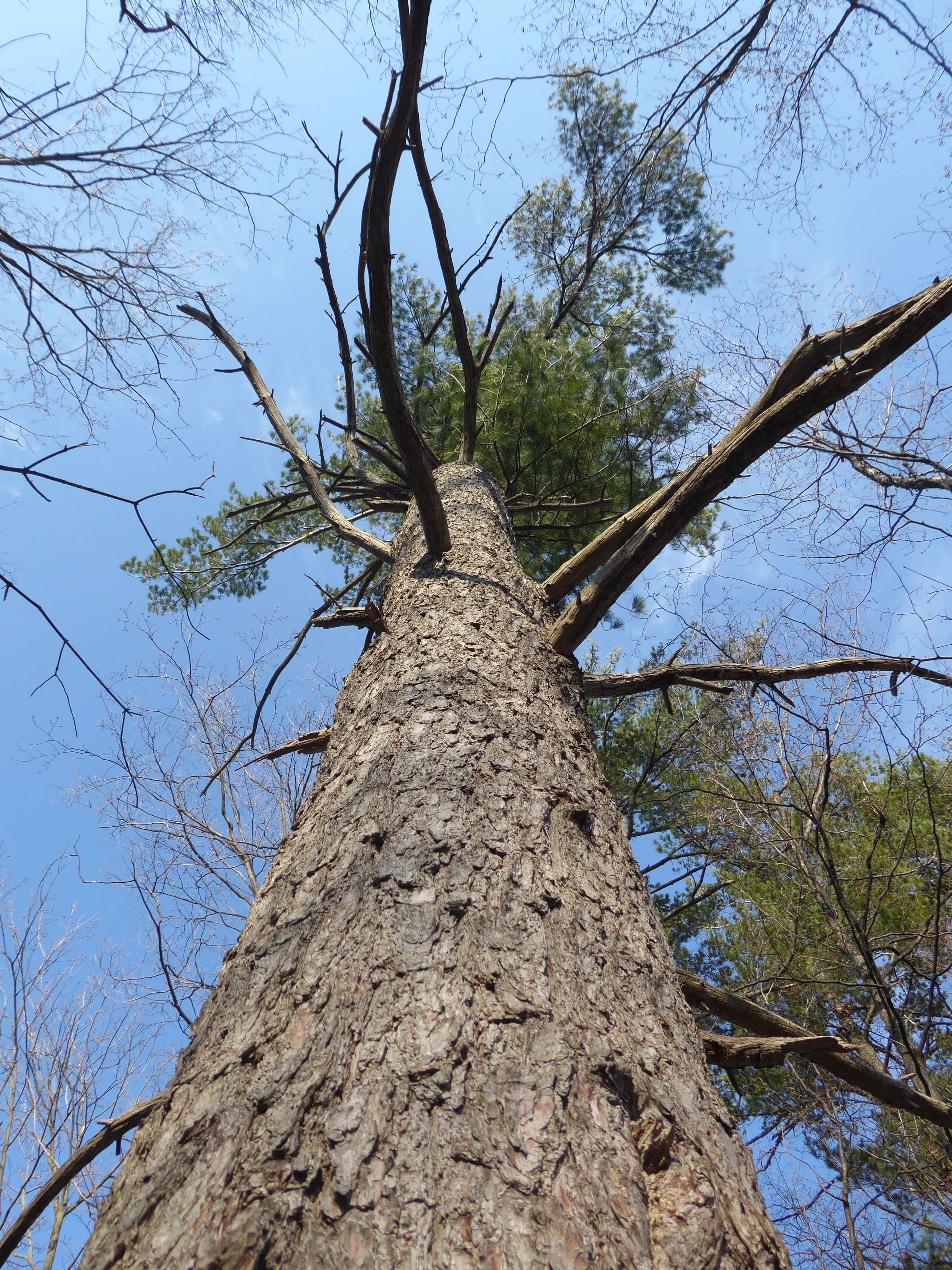 Image of eastern white pine