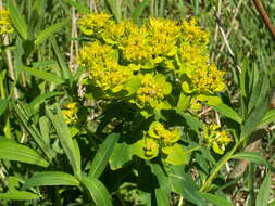 Image of Marsh Spurge