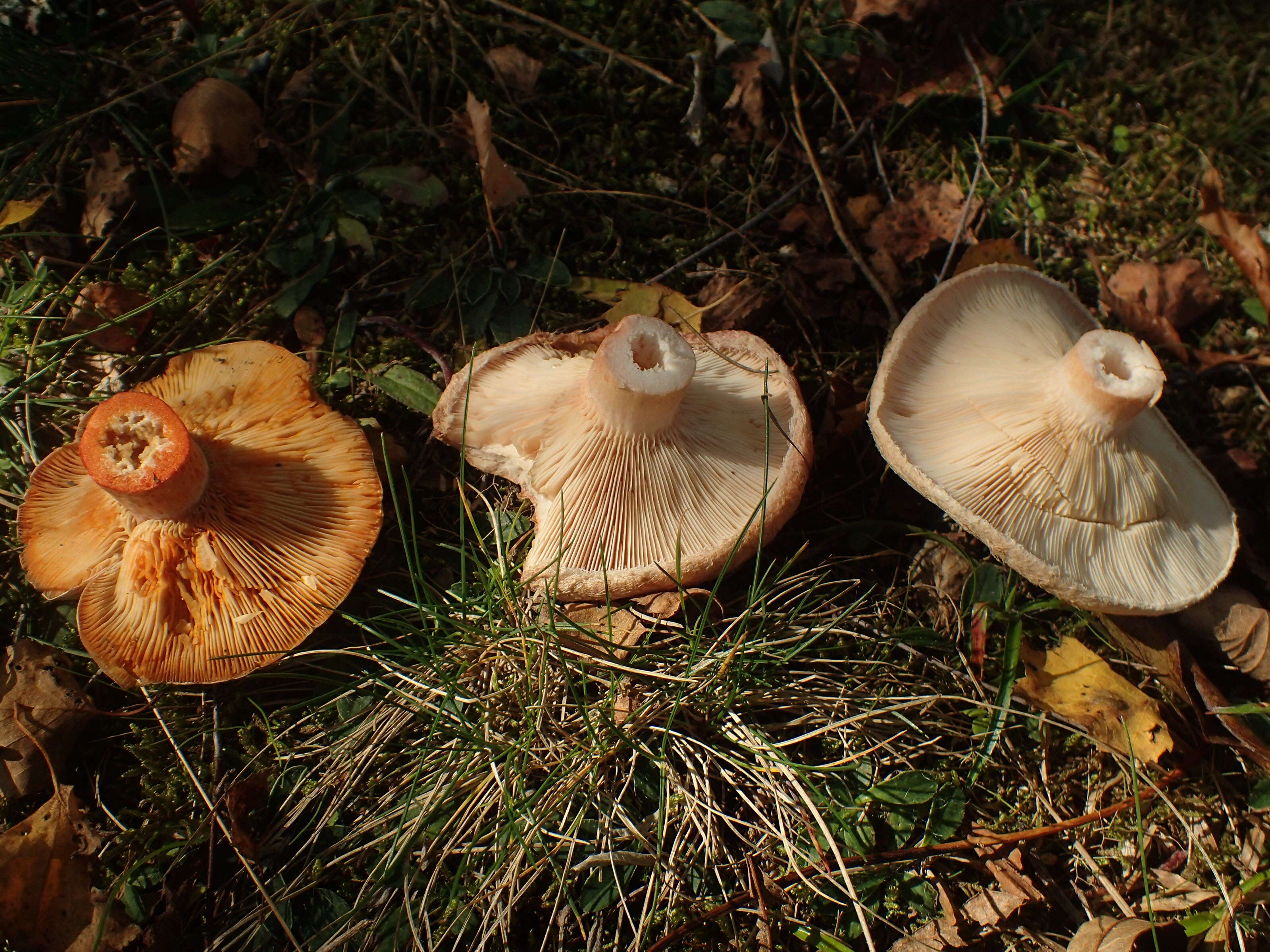 صورة Lactarius pubescens Fr. 1838