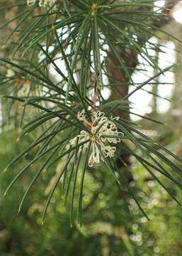 Imagem de Hakea leucoptera R. Br.