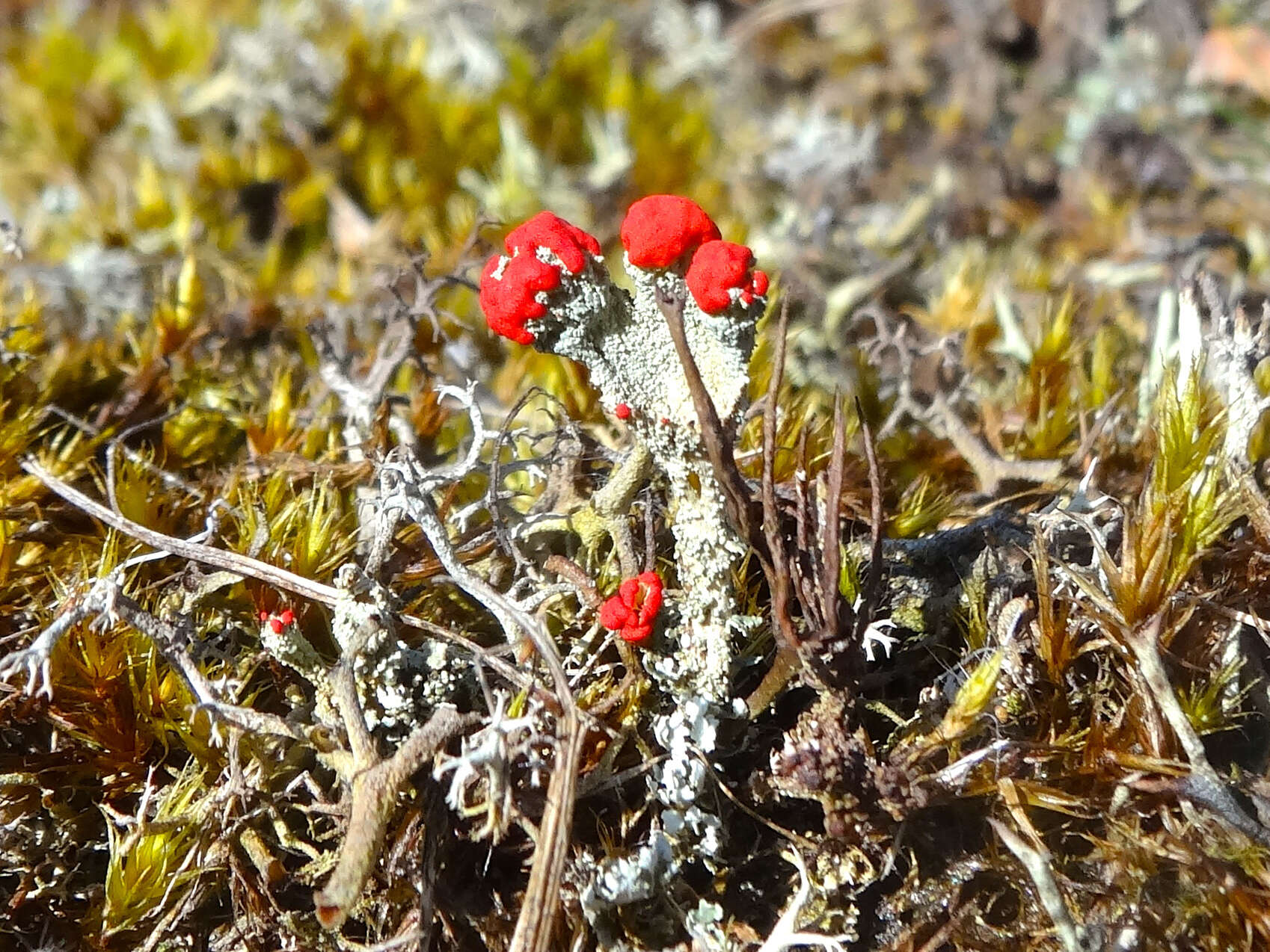 Image of Cladonia coccifera