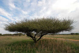 Imagem de Vachellia tortilis (Forssk.) Galasso & Banfi