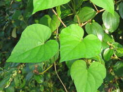 Plancia ëd Ipomoea triloba L.