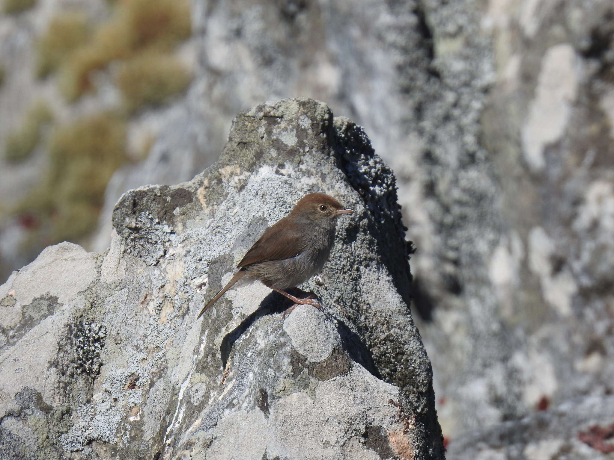 Imagem de Cisticola fulvicapilla (Vieillot 1817)