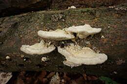 Image of Trametes gibbosa (Pers.) Fr. 1838