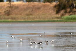 Image of Australian Red-necked Avocet