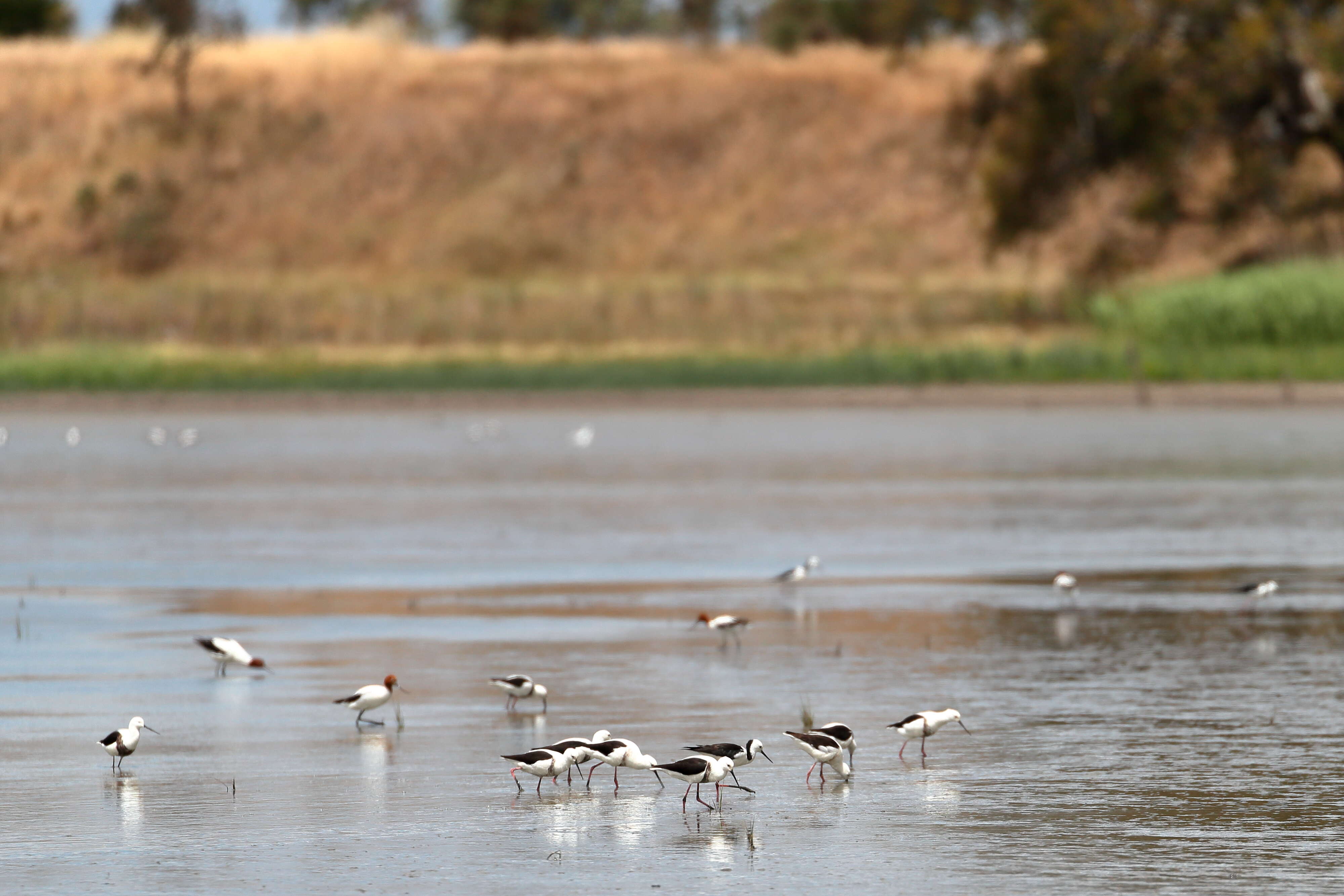 Image of Australian Red-necked Avocet