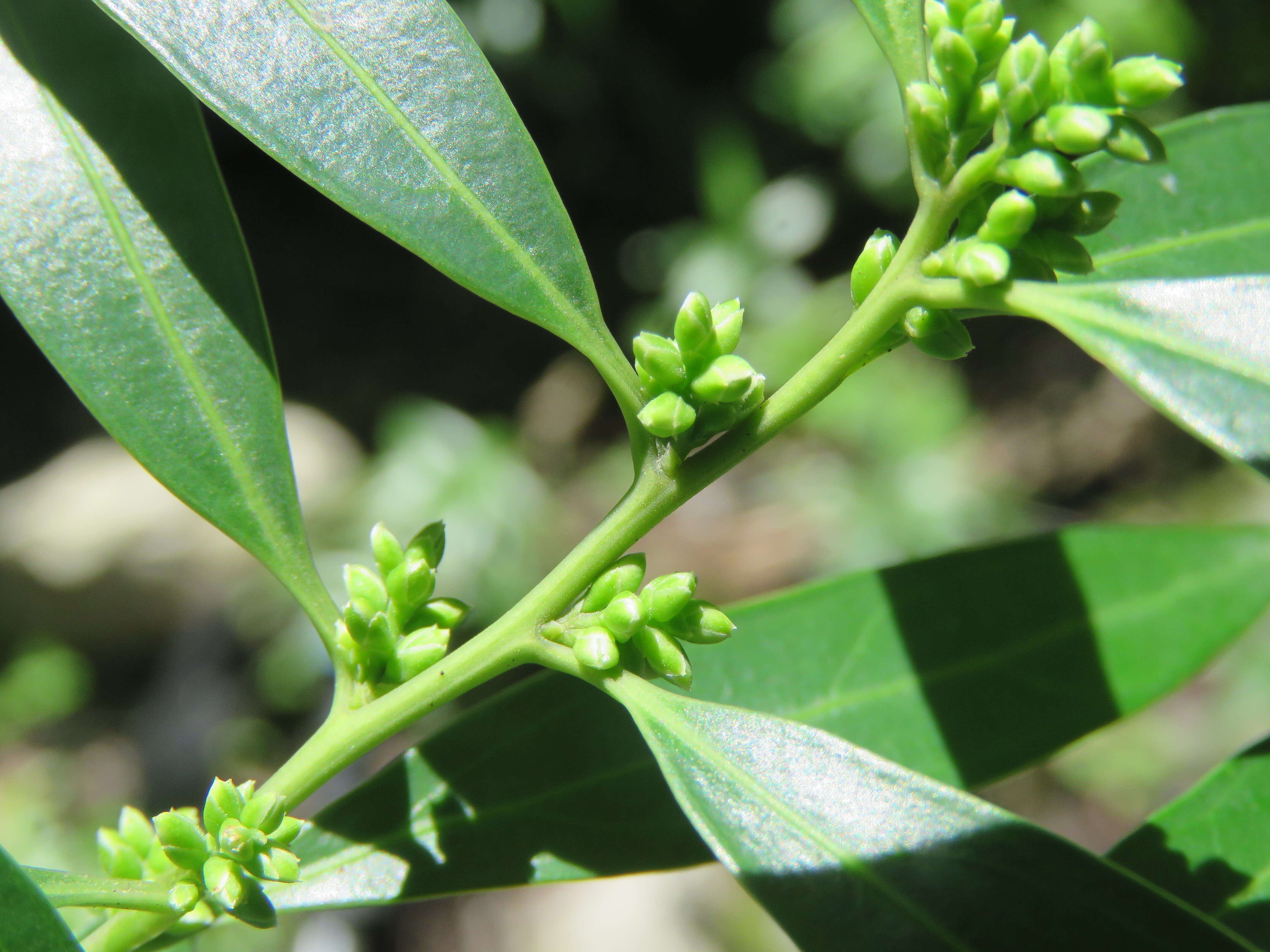 Image of Sarcococca saligna (D. Don) Müll. Arg.