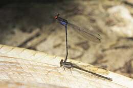 Image of Fiery-eyed Dancer