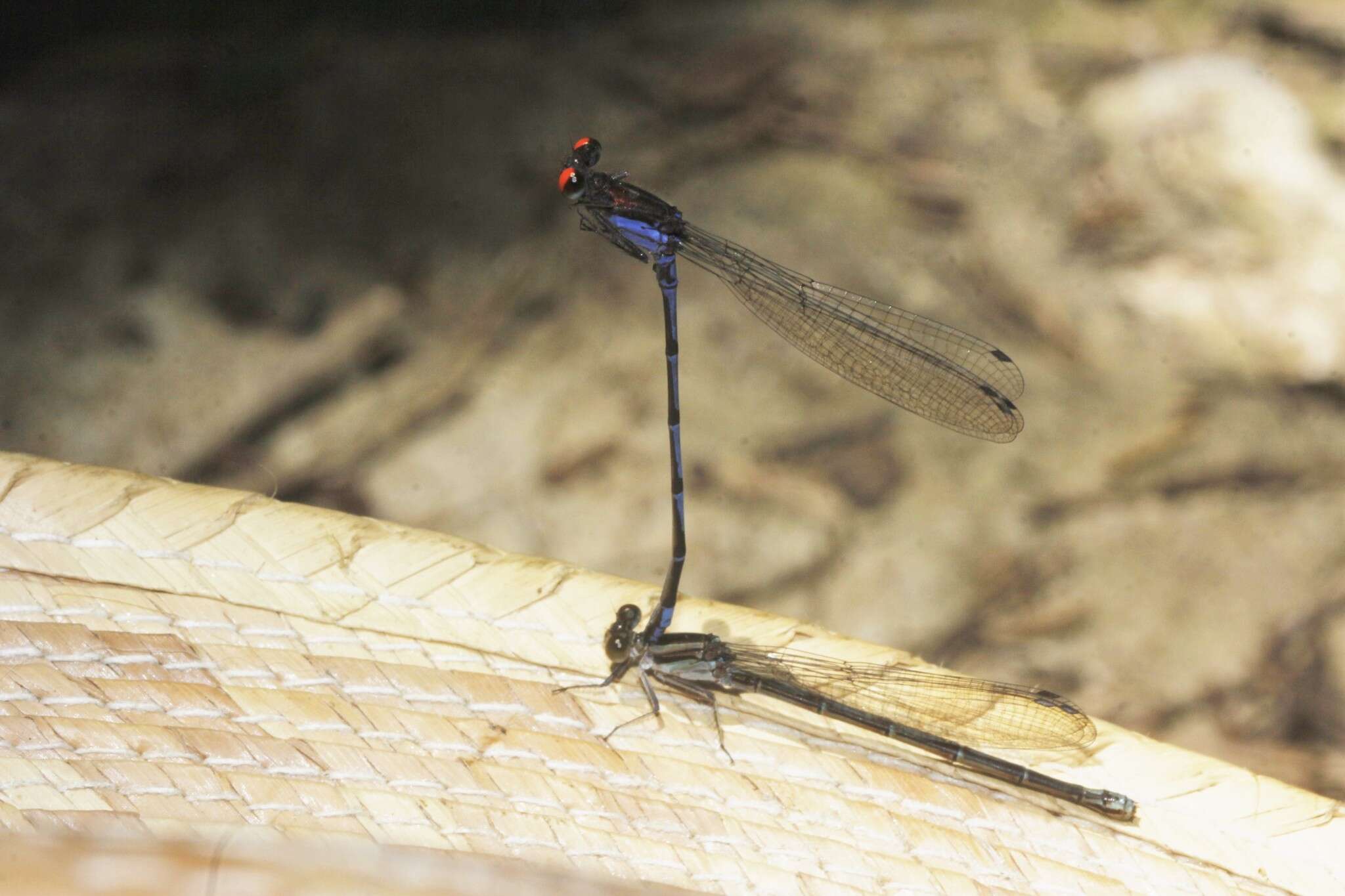 Image of Fiery-eyed Dancer