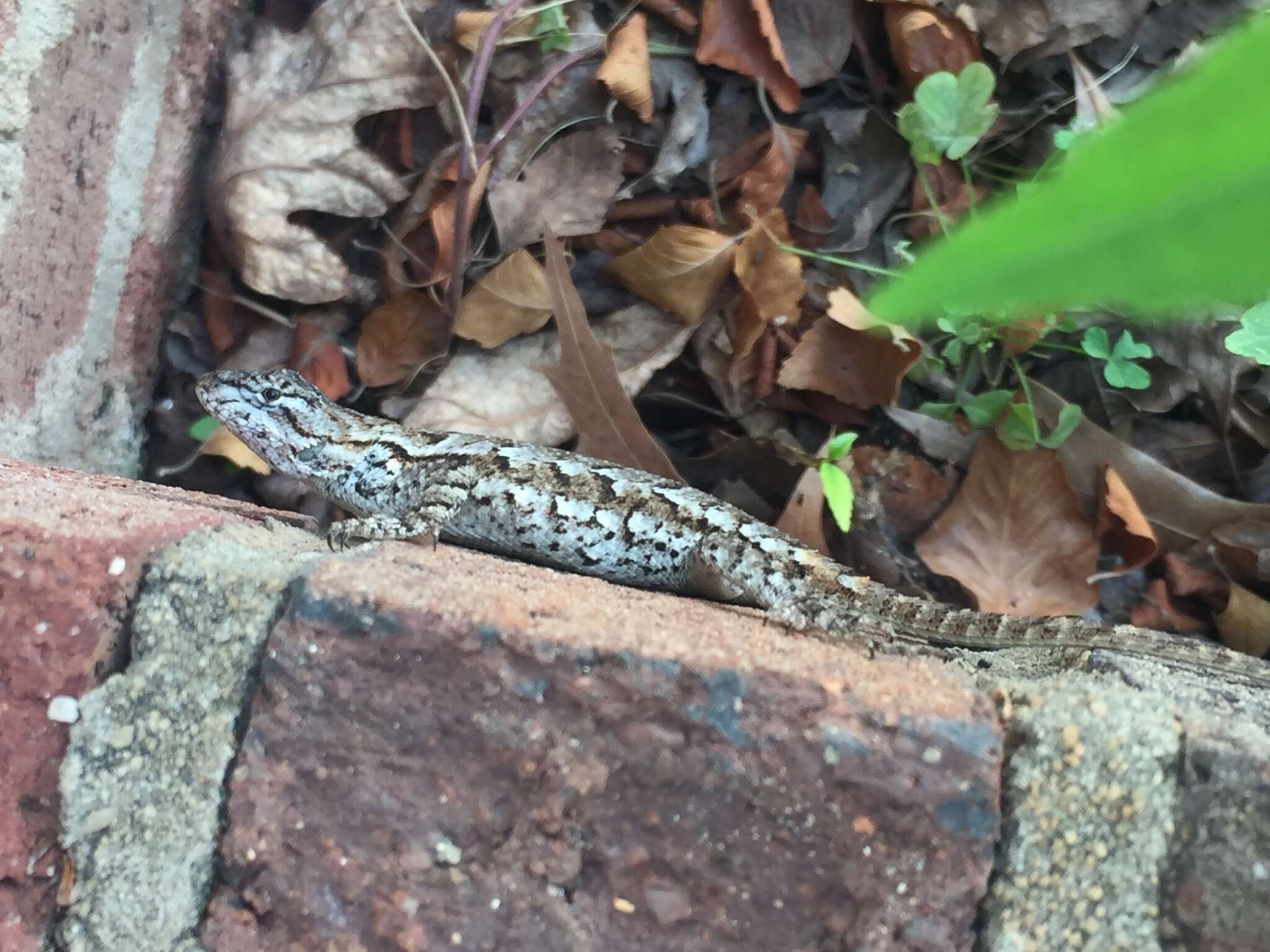 Image of Eastern Fence Lizard