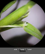 Imagem de Sclerochloa