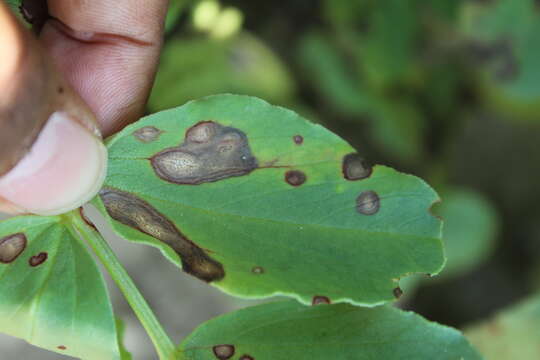 Plancia ëd Ascochyta