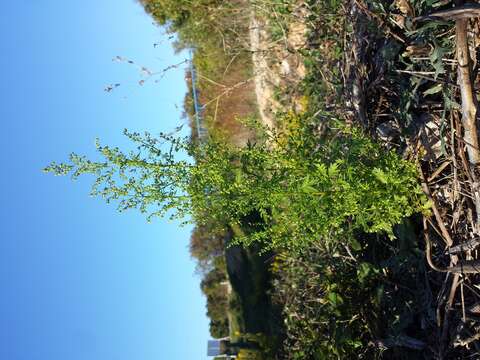 Image of sweet sagewort