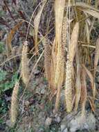 Image of Foxtail millet