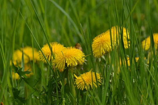 Image of Common Dandelion